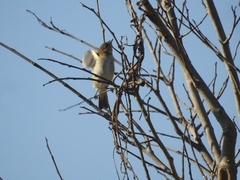 Passeriformes