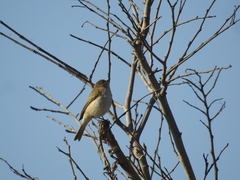 Passeriformes