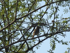Passeriformes