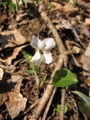Viola alba alba