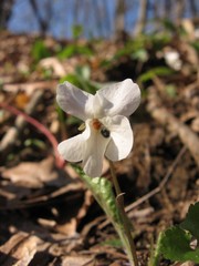 Viola alba alba