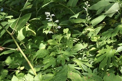 Parasenecio delphiniphyllus