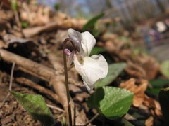 Viola alba alba