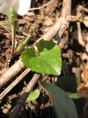 Viola alba alba