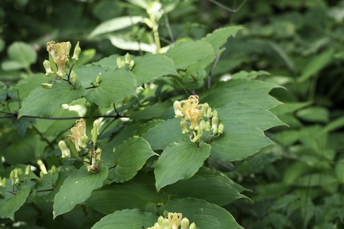 Tricyrtis latifolia, photograph 2