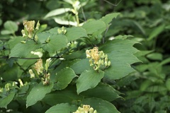 Tricyrtis latifolia, photograph (c) りなべる, some rights reserved (CC BY)