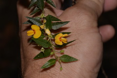 Podolobium aciculiferum