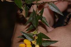 Podolobium aciculiferum