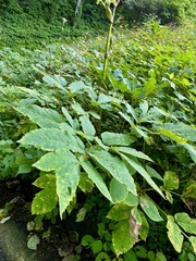 Angelica pubescens