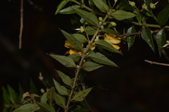 Podolobium aciculiferum