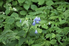 Adenophora remotiflora