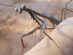 Archimantis quinquelobata