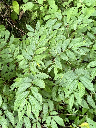 Elatostema involucratum, photograph 4