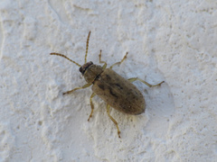 Monoxia obesula
