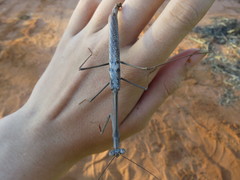 Archimantis quinquelobata