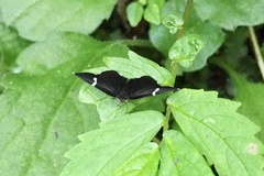 Trichobaptria exsecuta