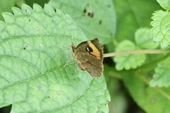 Pterodecta felderi