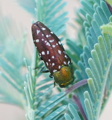 Diphucrania leucosticta