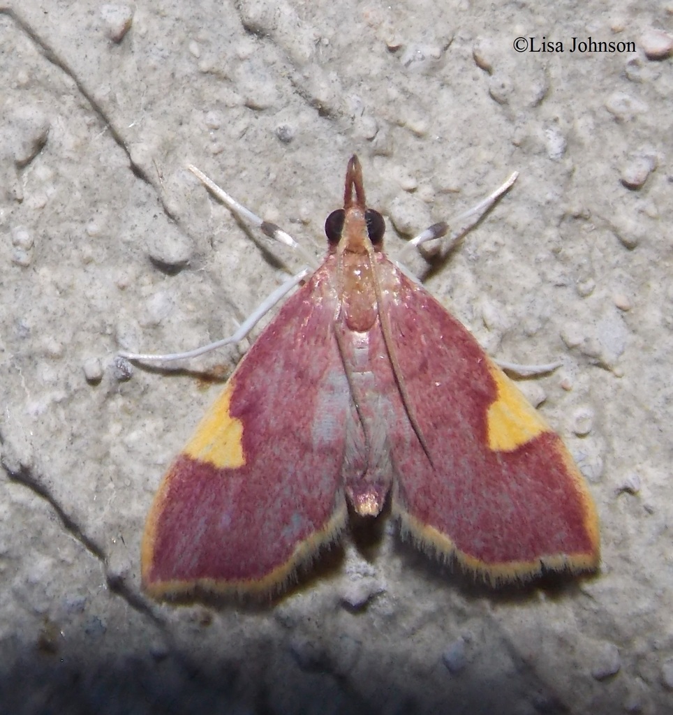 One-wedged Deuterophysa Moth