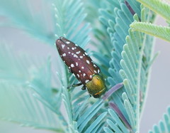 Diphucrania leucosticta