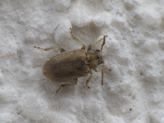 Monoxia obesula