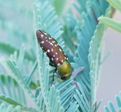 Diphucrania leucosticta