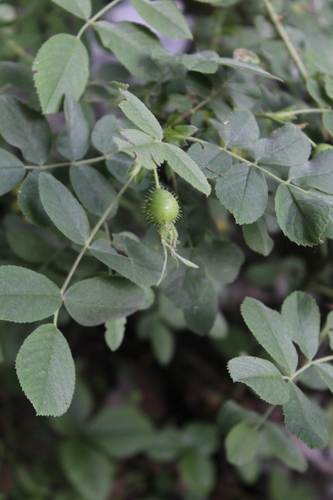 Rosa mollis, photograph 6
