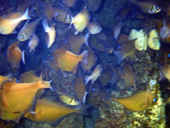 Pempheris klunzingeri