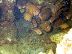 Pempheris klunzingeri