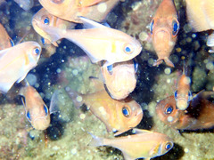 Pempheris klunzingeri