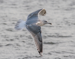 Larus argentatus argentatus