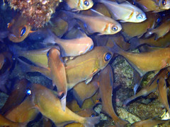 Pempheris klunzingeri