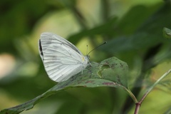 Pieris nesis