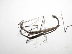 Sipyloidea whitei