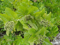 Premna