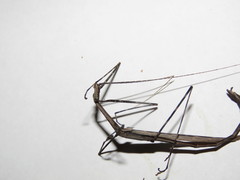 Sipyloidea whitei