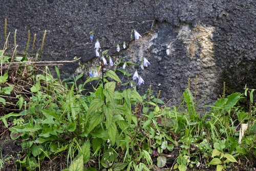 Adenophora remotiflora, photograph 6