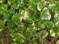 Polyscias balfouriana marginata