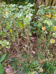 Polyscias balfouriana marginata