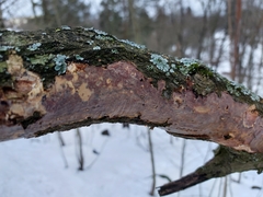 Vuilleminia comedens