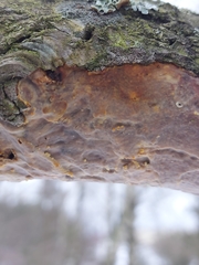 Vuilleminia comedens