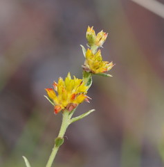 Pimelea curviflora