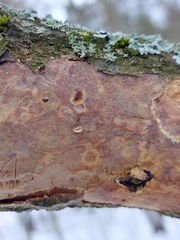 Vuilleminia comedens