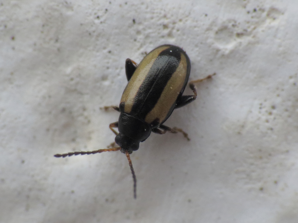 Phyllotreta parallela