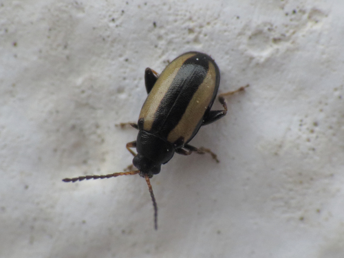 Phyllotreta parallela · iNaturalist