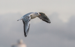 Chroicocephalus ridibundus