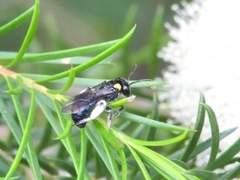 Leioproctus irroratus