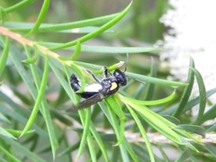 Leioproctus irroratus