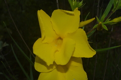 Allamanda angustifolia