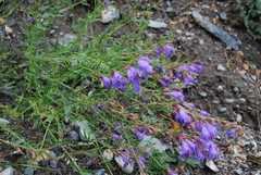 Dracocephalum peregrinum